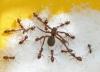 Pardosa sp.